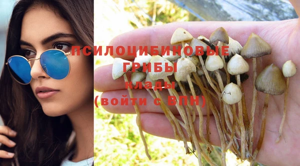 прущие грибы Магас