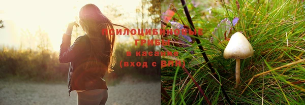 прущие грибы Магас